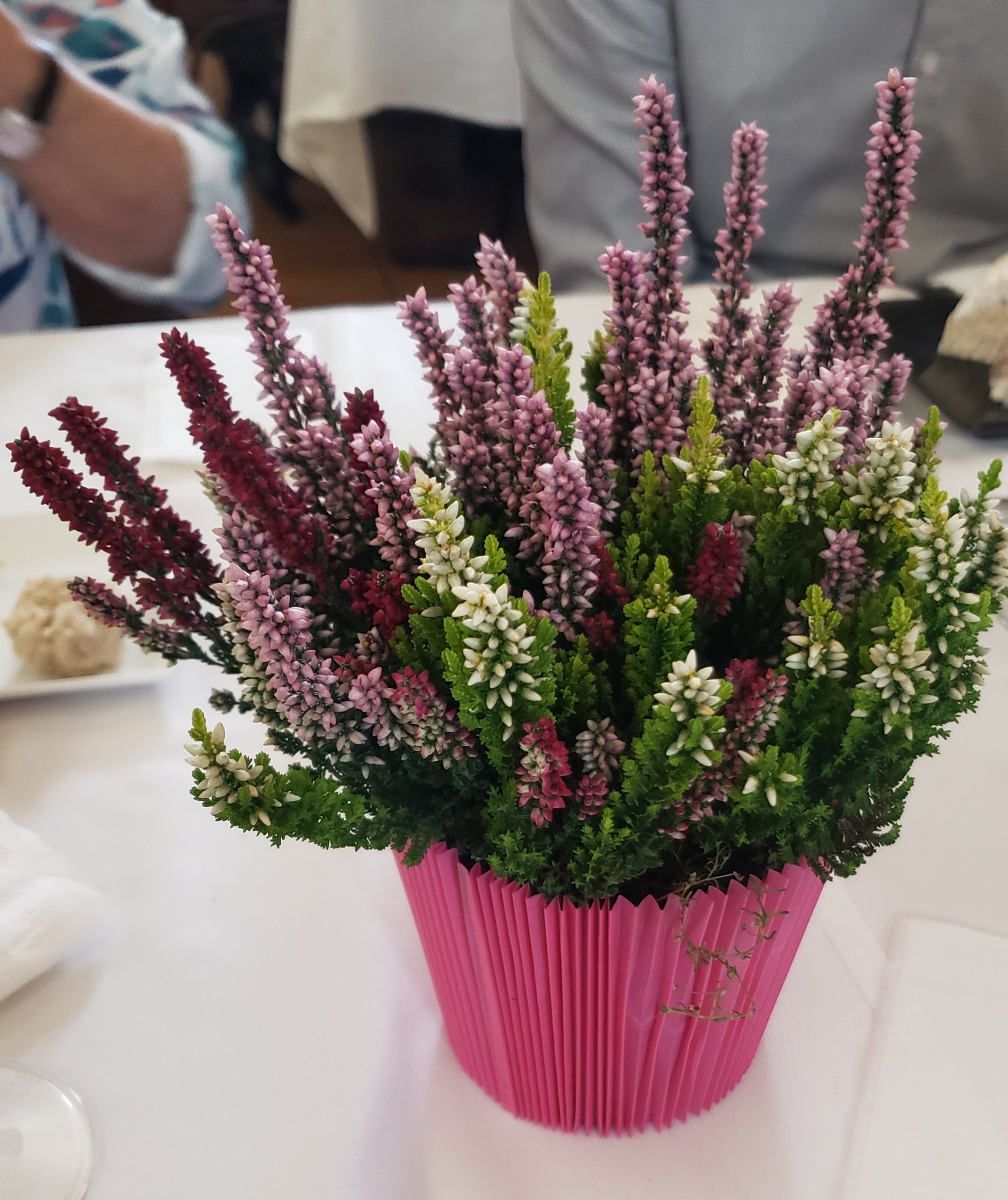 Repas des aînés